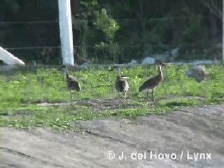 West Indian Whistling-Duck - ML201290751