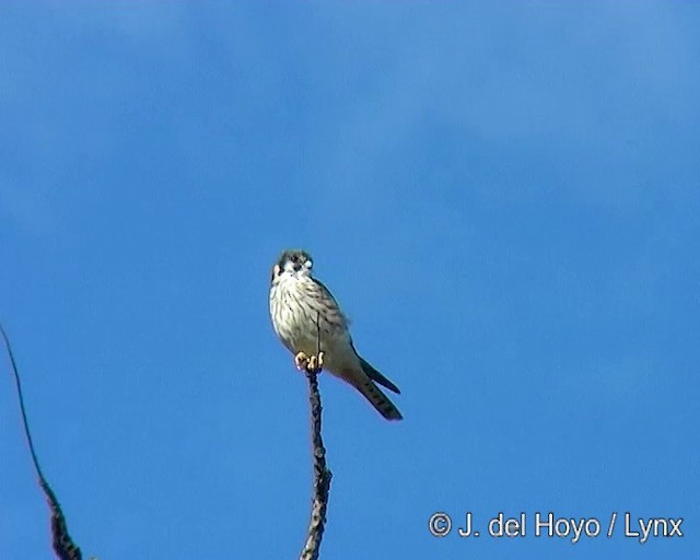 Cernícalo Americano (suramericano) - ML201290811