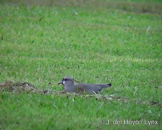 Vanneau téro (lampronotus) - ML201290831