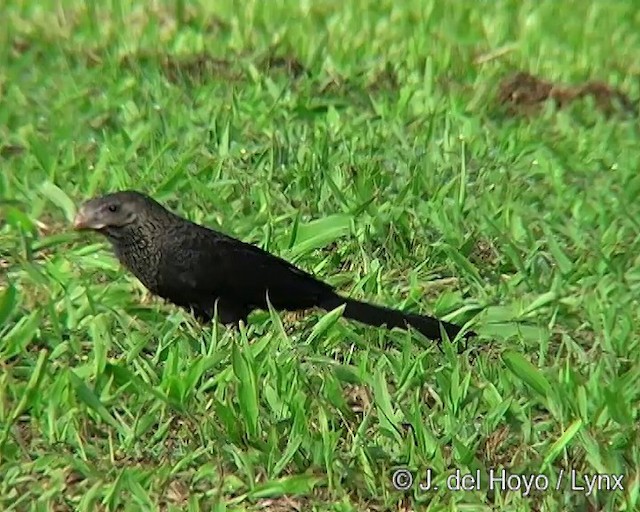 Smooth-billed Ani - ML201290841