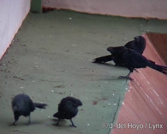 Smooth-billed Ani - ML201290851