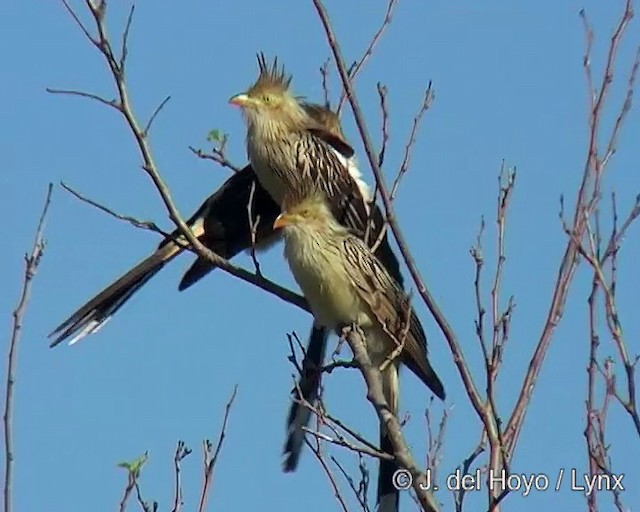 Guira Cuckoo - ML201290861