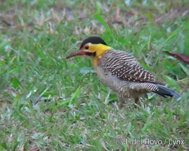 datel černočapkový (ssp. campestroides) - ML201290901