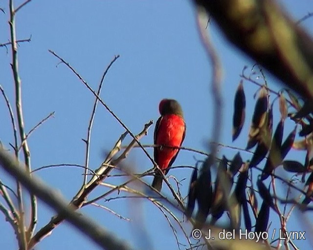 ベニタイランチョウ（rubinus） - ML201290931