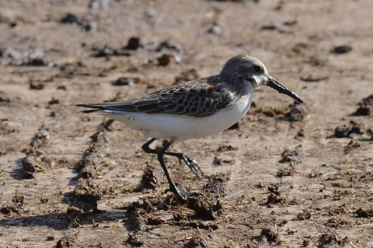 Western Sandpiper - ML20129101