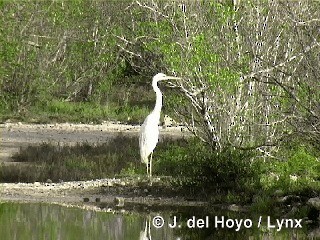 Great Blue Heron (Great White) - ML201291011