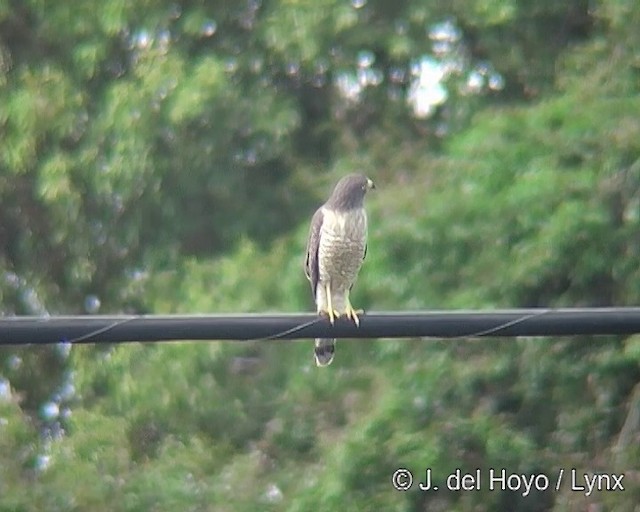Roadside Hawk (Southern) - ML201291121