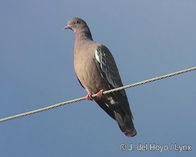 Pigeon picazuro - ML201291171