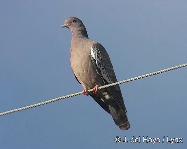 Picazuro Pigeon - ML201291171