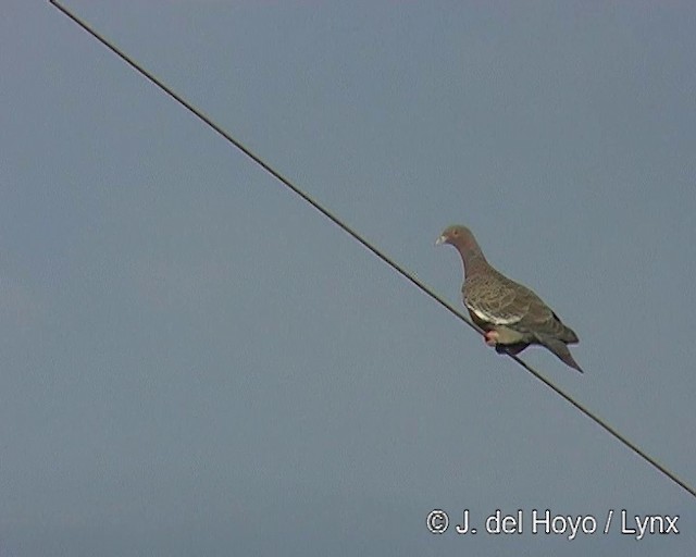 Picazuro Pigeon - ML201291181