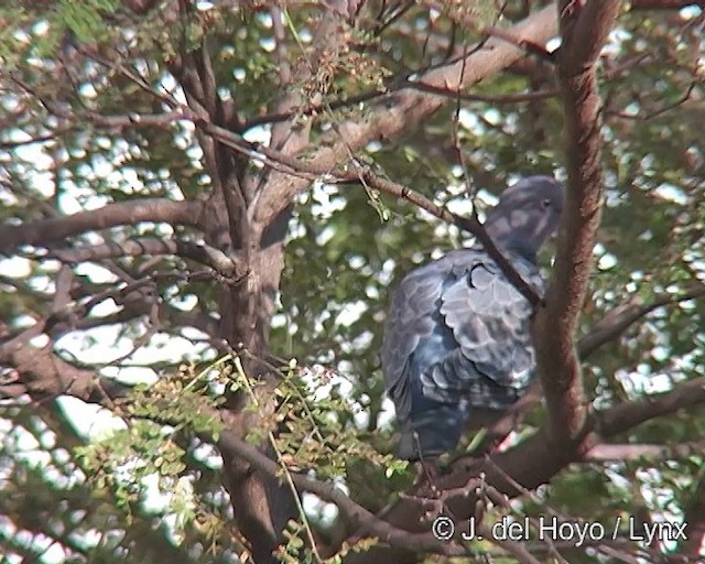 Pigeon picazuro - ML201291191