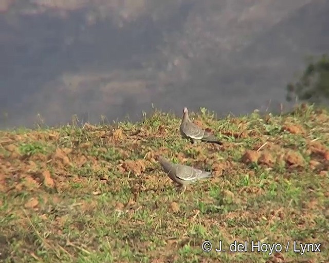 Picazuro Pigeon - ML201291201