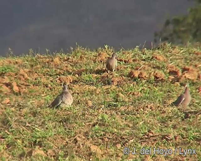 Picazuro Pigeon - ML201291211