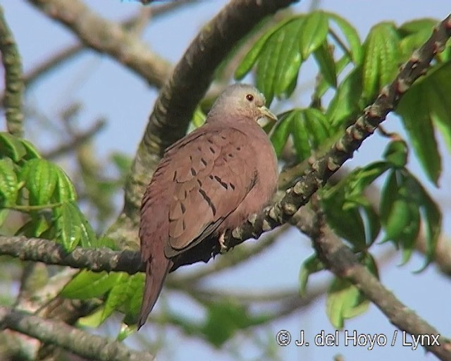 Ruddy Ground Dove - ML201291221