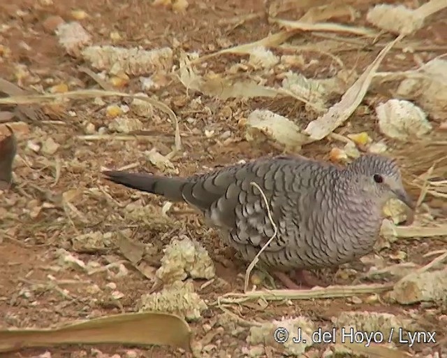 Scaled Dove - ML201291231