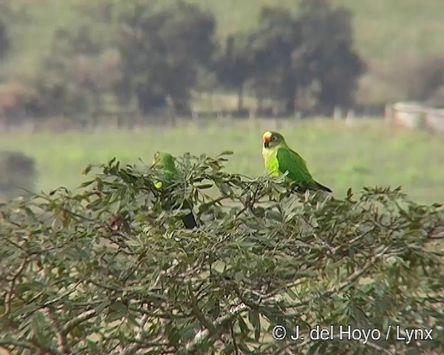 テツバシメキシコインコ - ML201291261