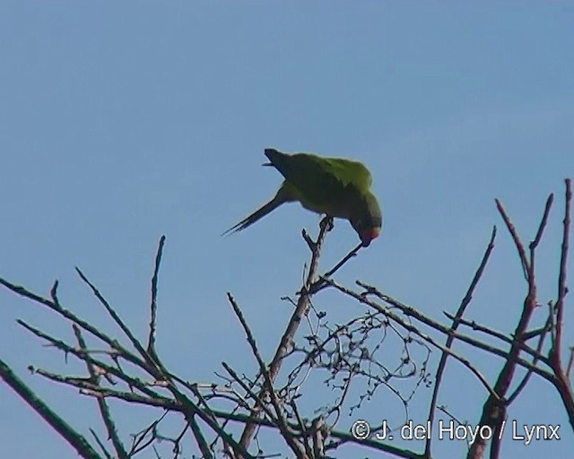 aratinga zlatočelý - ML201291281