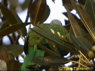 Wompoo Fruit-Dove - ML201291351