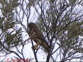 Ninoxe d'Australie (groupe boobook) - ML201291391