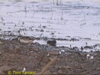 Black-fronted Dotterel - ML201291401