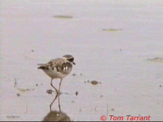 Black-fronted Dotterel - ML201291411