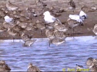 Asian Dowitcher - ML201291451