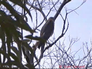 Collared Sparrowhawk - ML201291471