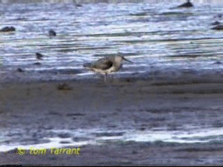 Terek Sandpiper - ML201291591