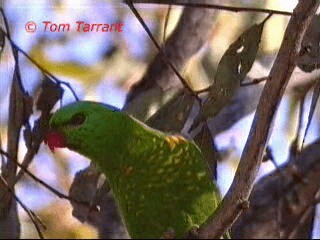 Scaly-breasted Lorikeet - ML201291601