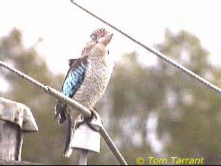 Blue-winged Kookaburra - ML201291611