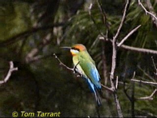 Rainbow Bee-eater - ML201291731