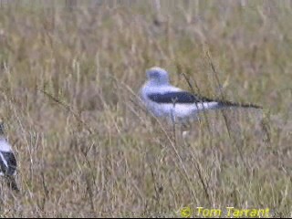 Ground Cuckooshrike - ML201291771