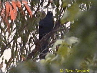 Coucou bleuté (cyanocephalus/subcyanocephalus) - ML201291781
