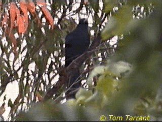 grånebbkoel (cyanocephalus/subcyanocephalus) - ML201291781