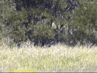 Swamp Harrier - ML201291861