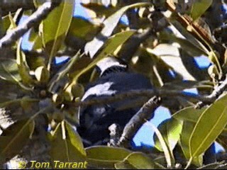 Topknot Pigeon - ML201291871