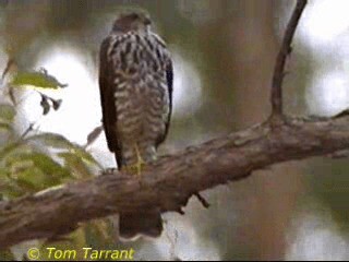 Collared Sparrowhawk - ML201291901