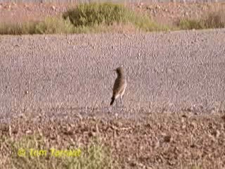 Isabelline Wheatear - ML201291921