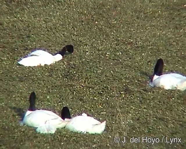 Black-necked Swan - ML201292121