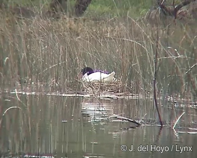 Cygne à cou noir - ML201292191