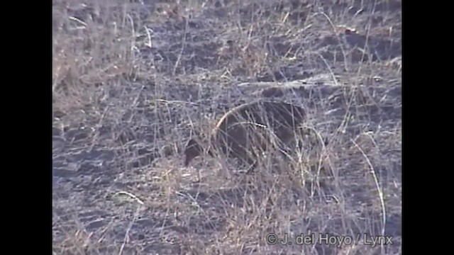 Swainson's Spurfowl - ML201292221