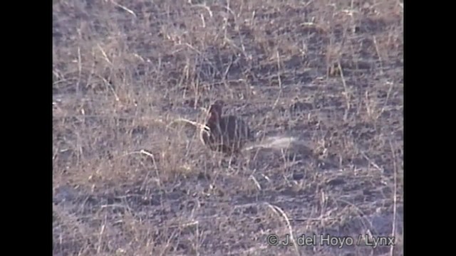 Francolin de Swainson - ML201292231