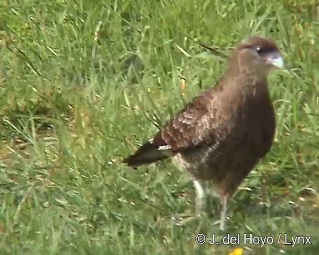 Chimango Caracara - ML201292521