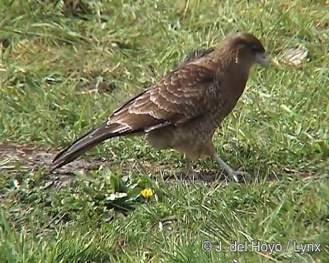 Chimango Caracara - ML201292531