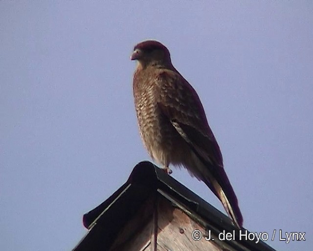 Chimango Caracara - ML201292541