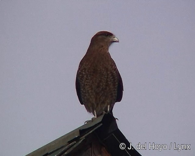 Chimango Caracara - ML201292551