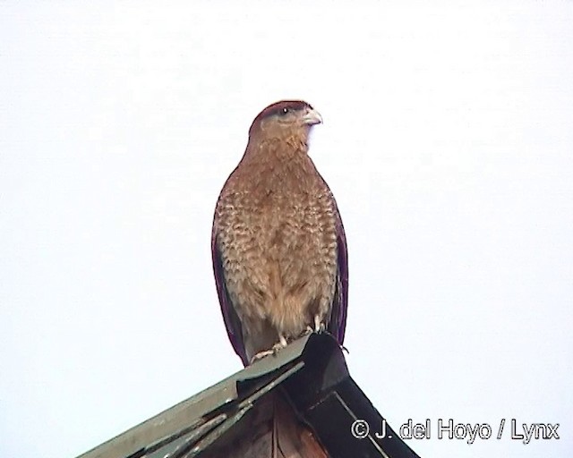 Chimango Caracara - ML201292561