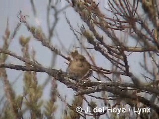 イエミソサザイ（musculus グループ） - ML201292591