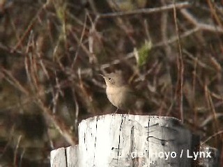 Troglodyte familier (groupe musculus) - ML201292601