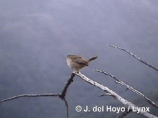 House Wren (Southern) - ML201292611